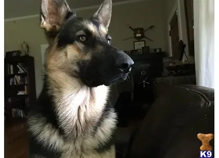 German Shepherd